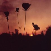 Barren Canyon - A Virulent Steam (2026) Hi-Res